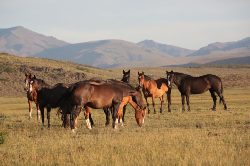 agroturismo y cabalgatas